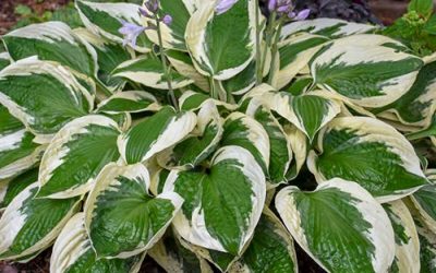 Patriot Hosta