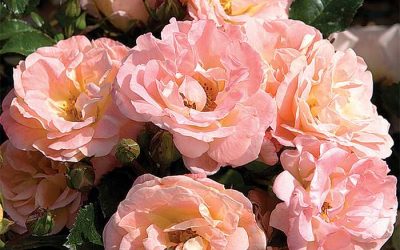 Peach Drift® Rose