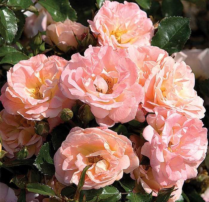 Peach Drift® Rose