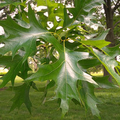 Pin Oak