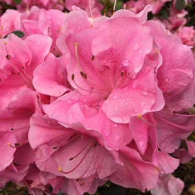 Pink Adoration™ReBLOOM™ Azalea