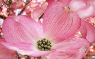 Pink Dogwood