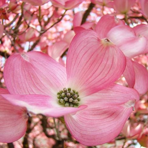 Pink Dogwood