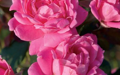 Pink Double Knock Out® Rose