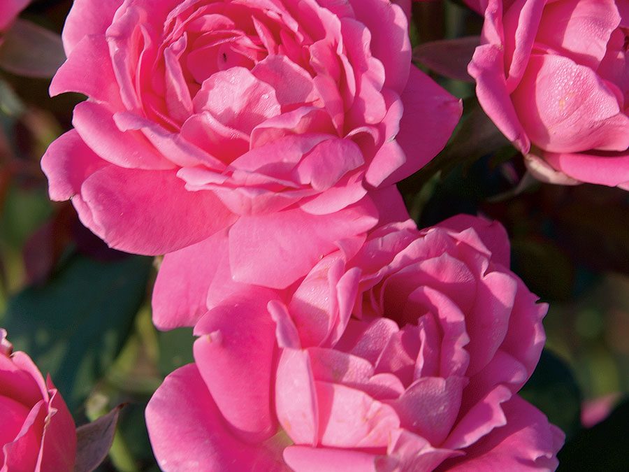 Pink Double Knock Out® Rose