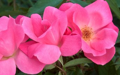 Pink Knock Out® Rose