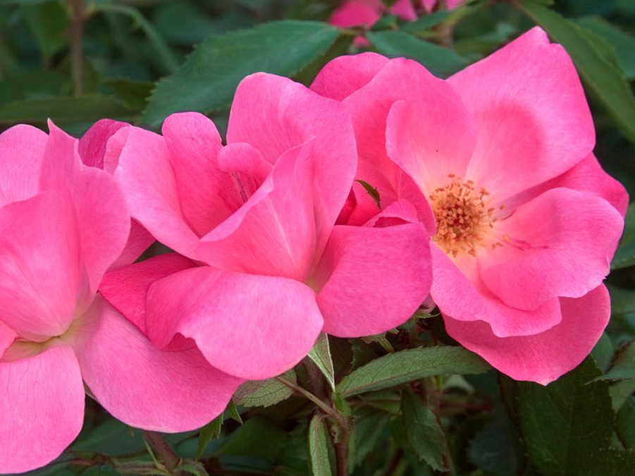 Pink Knock Out® Rose