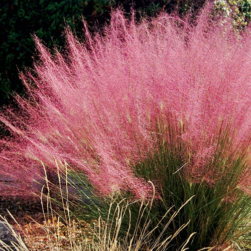 Pink Muhly Grass