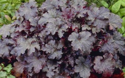 Plum Pudding Coral Bells