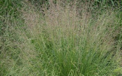 Prairie Dropseed