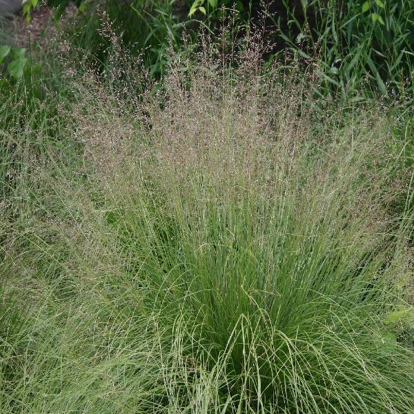 Prairie Dropseed