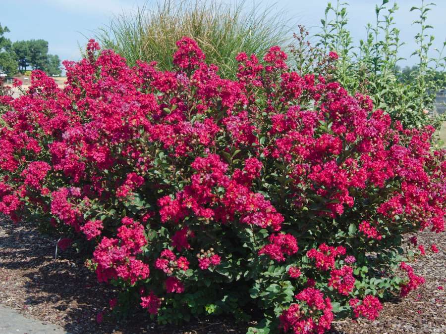 Princess Kylie™ Crape Myrtle