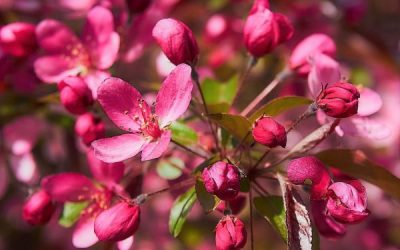 Profusion Crabapple