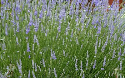 Provence French Lavender