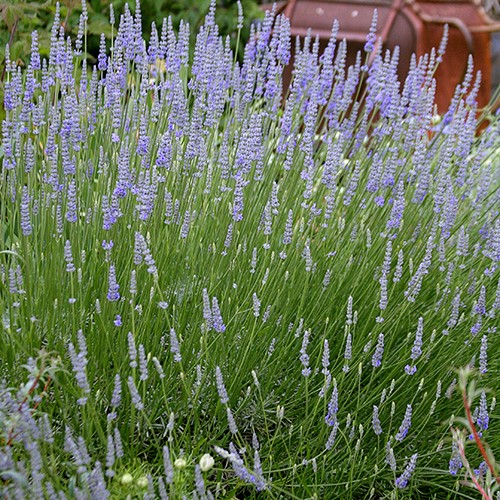 Provence French Lavender