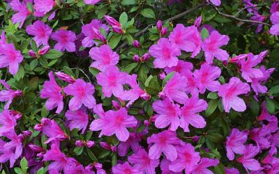 Purple Formosa Azalea