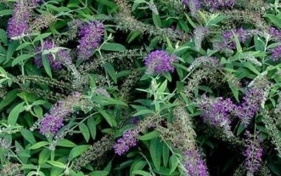 Lo & Behold® Purple Haze Butterfly Bush