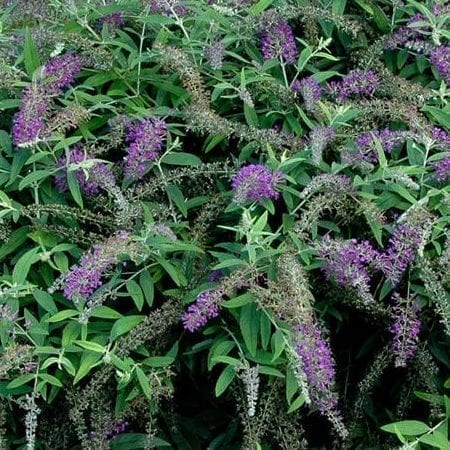 Lo & Behold® Purple Haze Butterfly Bush