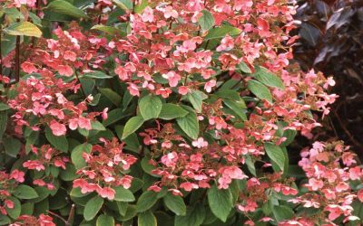 Quick Fire® Hardy Hydrangea