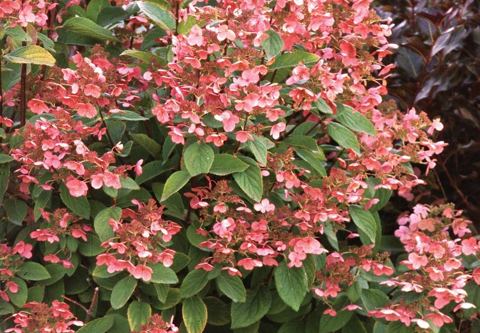 Quick Fire® Hardy Hydrangea