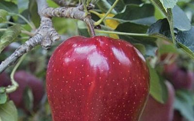 Red Delicious Semi-Dwarf Apple Tree