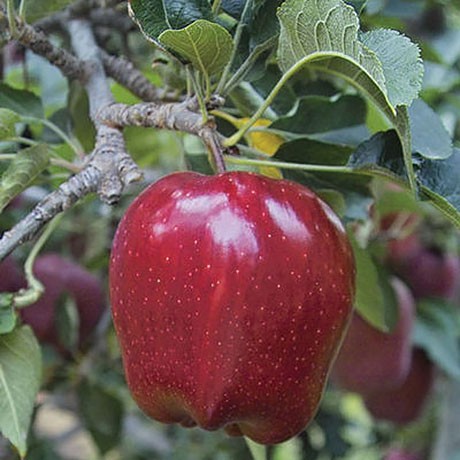 Red Delicious Semi-Dwarf Apple Tree