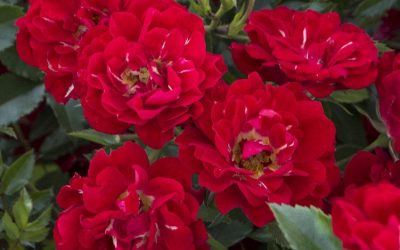 Red Drift® Rose