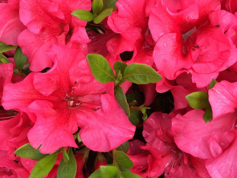 Red Magnificence™ ReBLOOM™ Azalea