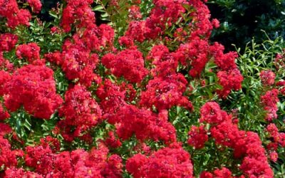 Red Rocket® Crape Myrtle