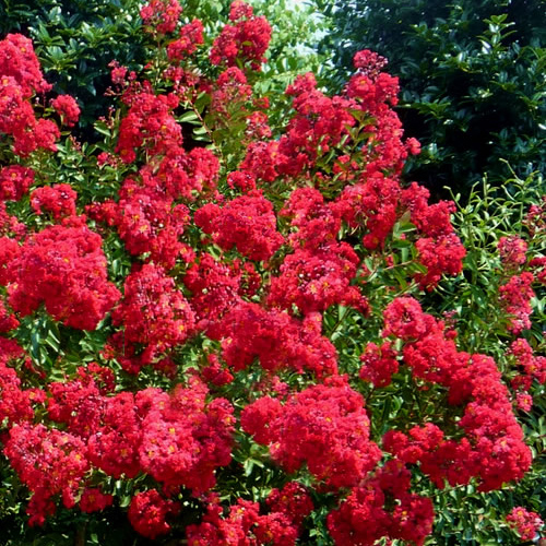 Red Rocket® Crape Myrtle