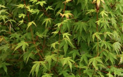 Japanese Maple