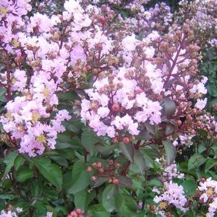 Rhapsody in Pink® Crape Myrtle