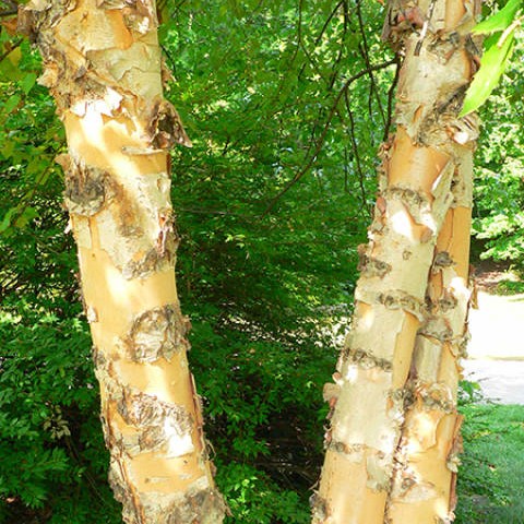 River Birch