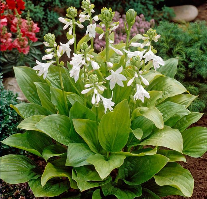 Royal Standard Hosta