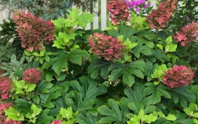 Ruby Slippers Oakleaf Hydrangea