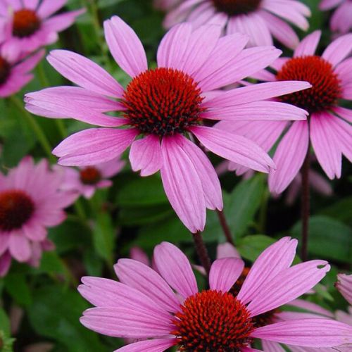 Ruby Star Coneflower