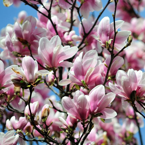 Saucer Magnolia