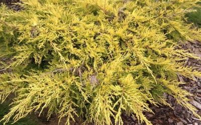 Saybrook Gold® Juniper