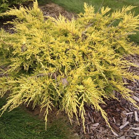 Saybrook Gold® Juniper