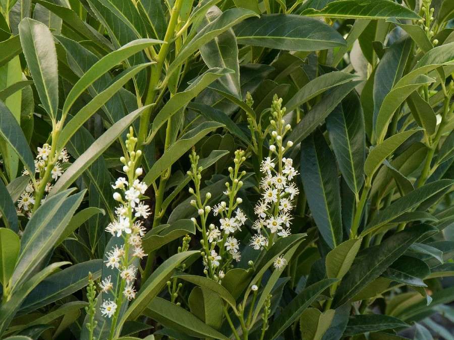 Schipka Cherry Laurel