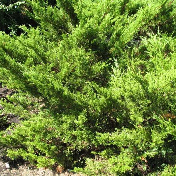 Sea Green Juniper