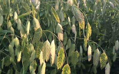 Northern Sea Oats