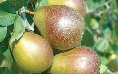 Seckel Fruiting Pear