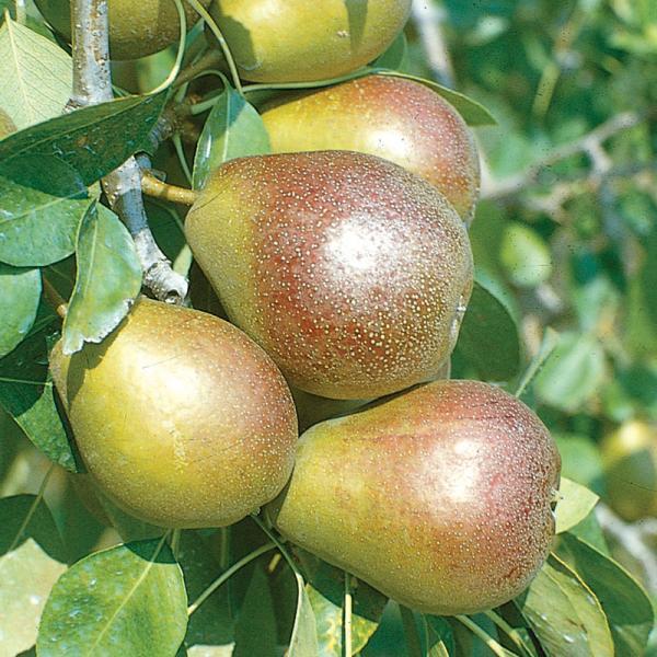 Seckel Fruiting Pear