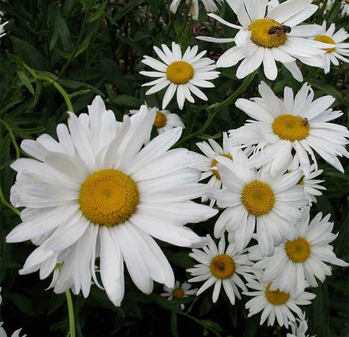 Alaska Shasta Daisy