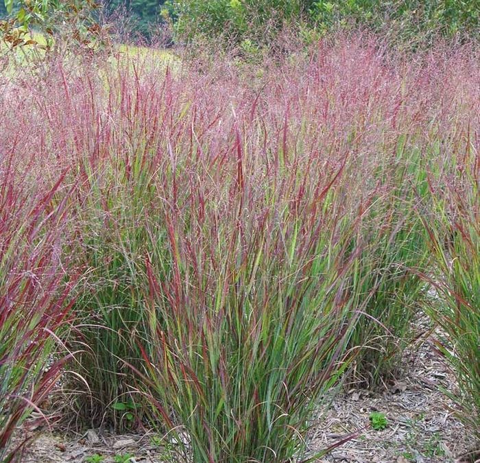 Shenandoah Switch Grass