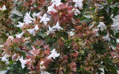 Sherwood Abelia