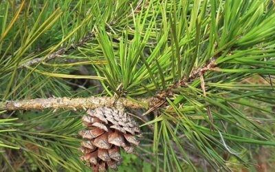 Shortleaf Pine