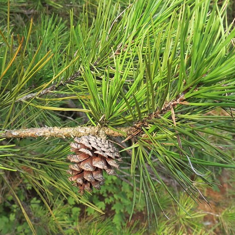 Shortleaf Pine