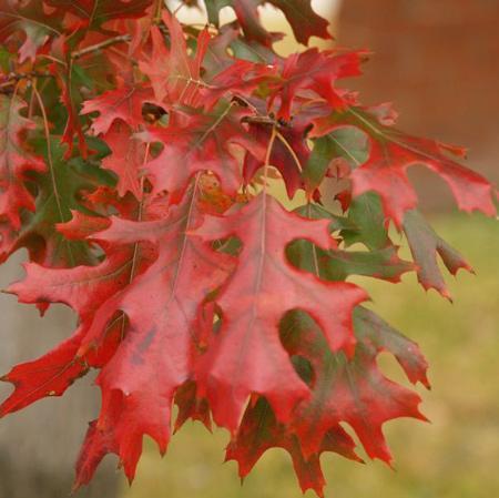 Shumard Oak